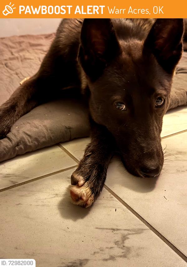 Found/Stray Female Dog last seen Warr Acres park, Warr Acres, OK 73122