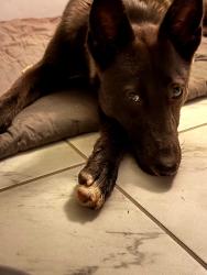 Found/Stray Female Dog last seen Warr Acres park, Warr Acres, OK 73122
