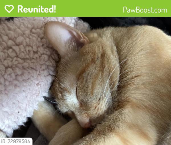 Reunited Male Cat last seen Near 1-2 and Virginia , New Hope, New Hope, MN 55427