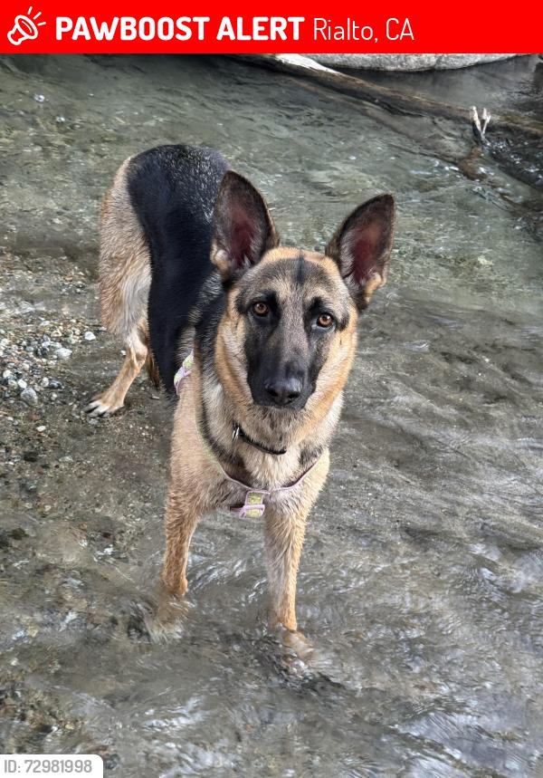 Lost Female Dog last seen Apple ave, Rialto, CA 92377