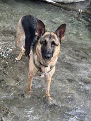 Lost Female Dog last seen Apple ave, Rialto, CA 92377