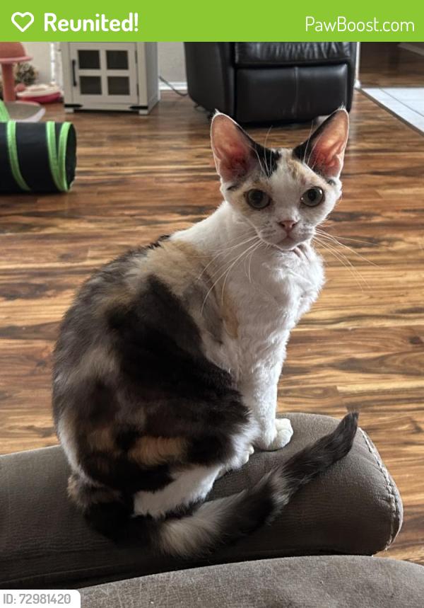 Reunited Female Cat last seen Fleetwood and Birch, La Porte, TX 77571