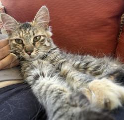 Reunited Female Cat last seen Eagle Pointe Drive and Lake Carolina Drive, Columbia, SC 29229