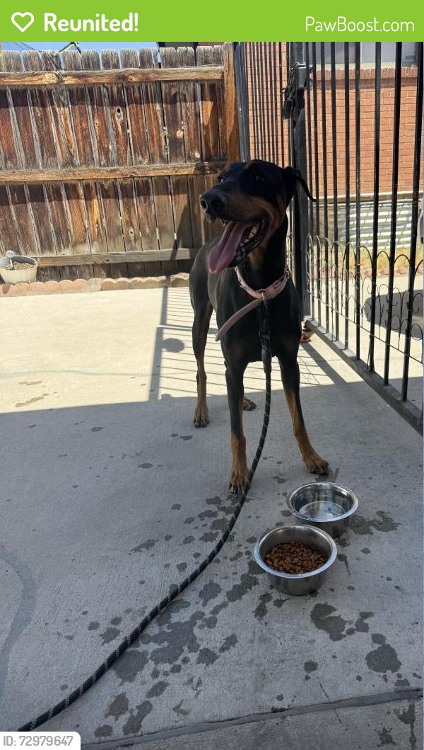 Reunited Female Dog last seen 74th Federal, Westminster, CO 80030