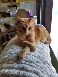 Reunited Male Cat last seen SR 200, across from Queen of Peace Church, Ocala, FL 34476