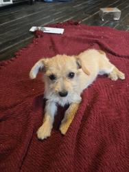 Found/Stray Female Dog last seen 71st and 193rd broken arrow quiktrip, Broken Arrow, OK 74014
