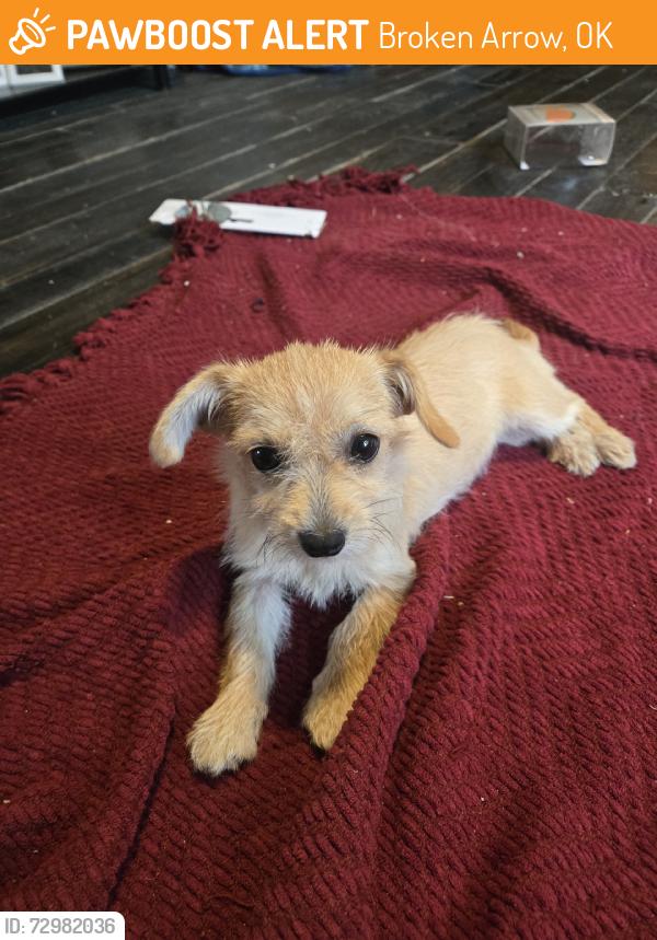 Found/Stray Female Dog last seen 71st and 193rd broken arrow quiktrip, Broken Arrow, OK 74014