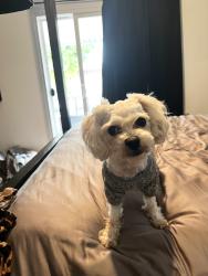 Found/Stray Male Dog last seen Found on 710 N fwy, Long Beach, CA 90805