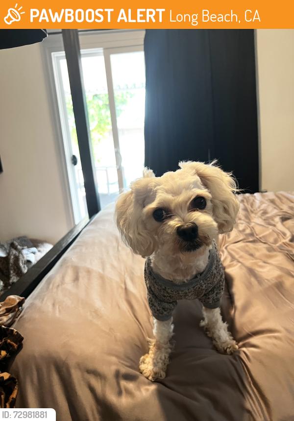 Found/Stray Male Dog last seen Found on 710 N fwy, Long Beach, CA 90805