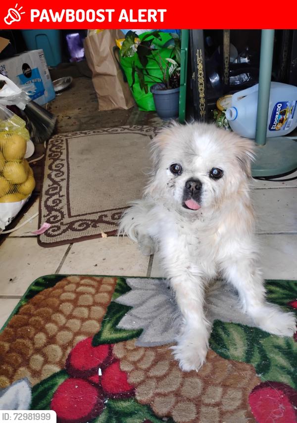 Lost Female Dog last seen pioneer school , Colorado Springs, CO 80918