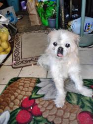 Lost Female Dog last seen pioneer school , Colorado Springs, CO 80918