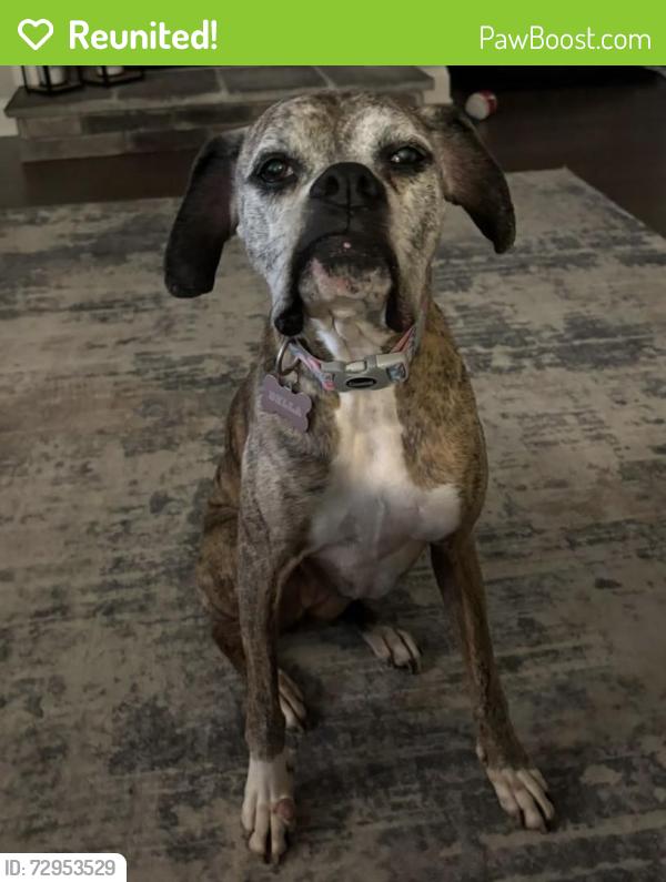 Reunited Female Dog last seen Near Twelve Parks Trl, Sharpsburg, GA 30277, USA, Sharpsburg, GA 30277