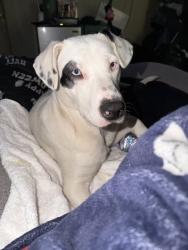 Reunited Male Dog last seen Hahn St & Visitacion Ave, San Francisco, CA 94134, USA, San Francisco, CA 94134