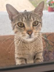 Found/Stray Unknown Cat last seen 61st street between St.Louis and Central Park, Chicago, IL 60629