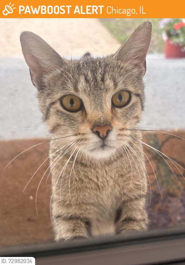 Found/Stray Unknown Cat last seen 61st street between St.Louis and Central Park, Chicago, IL 60629