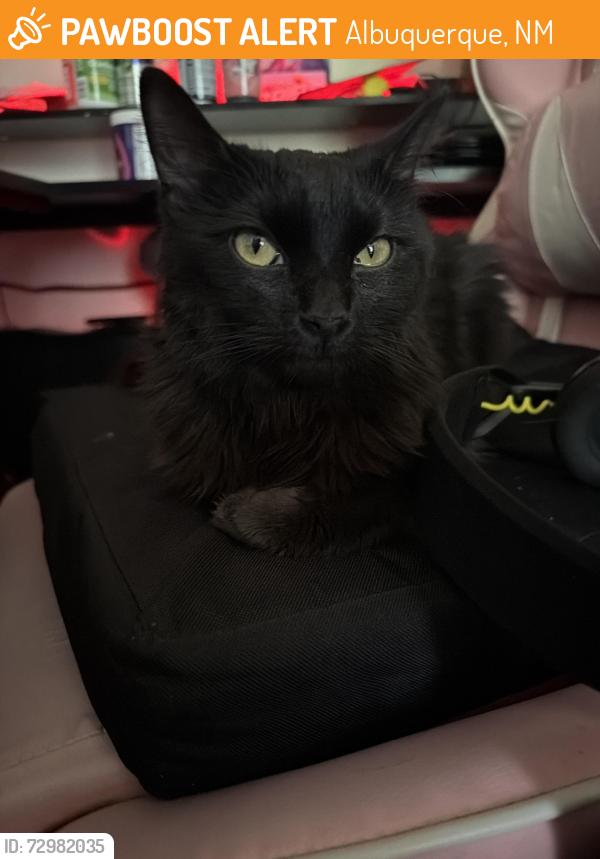 Found/Stray Female Cat last seen Near Ambassador Rd NE 87112, Albuquerque, NM 87112