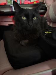 Found/Stray Female Cat last seen Near Ambassador Rd NE 87112, Albuquerque, NM 87112