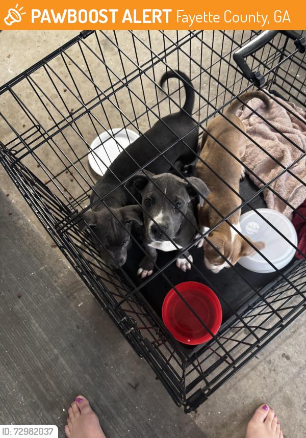 Found/Stray Male Dog last seen Thornton dr, Fayette County, GA 30214