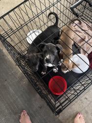 Found/Stray Male Dog last seen Thornton dr, Fayette County, GA 30214