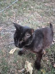 Reunited Female Cat last seen Near st pauls ave , Jersey City, NJ 07306