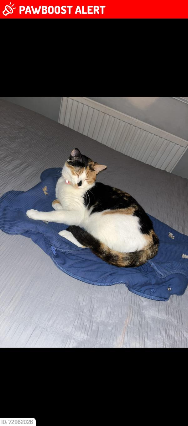 Lost Female Cat last seen Belle Isle Road , Belle Isle, England LS10