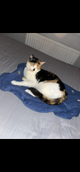 Lost Female Cat last seen Belle Isle Road , Belle Isle, England LS10