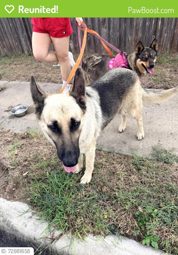 Reunited Unknown Dog last seen Shadow creek neighborhood , Buda, TX 78610