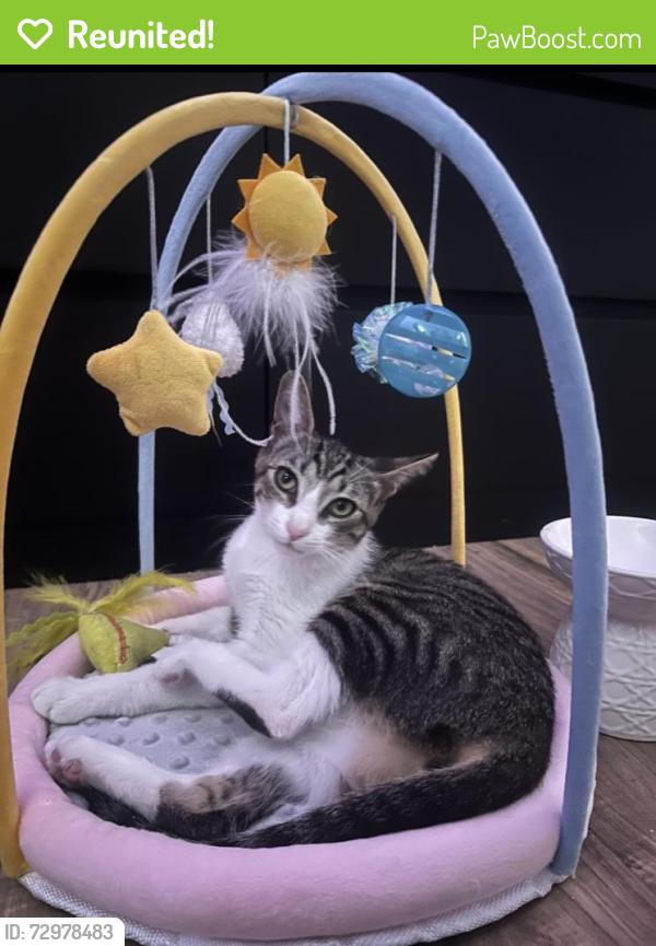 Reunited Female Cat last seen Georgia ave and Harrison st, Paramount, CA 90723