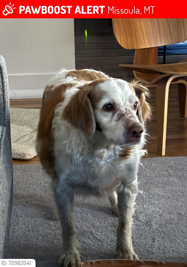 Lost Female Dog last seen Canyon gate drive , Missoula, MT 59803