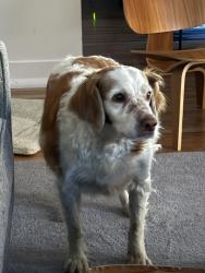 Lost Female Dog last seen Canyon gate drive , Missoula, MT 59803