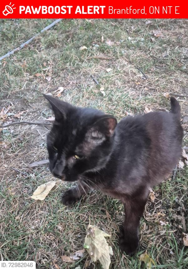 Lost Female Cat last seen Near murray  street, Brantford, ON N3T 4E4