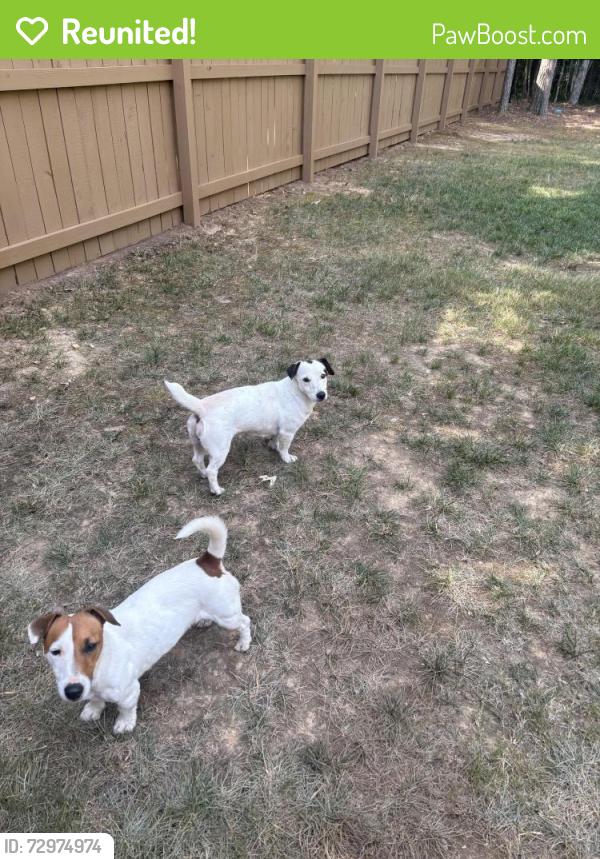 Reunited Female Dog last seen Red wood Rd and Hwy 96- Zebulon , Johnston County, NC 27597