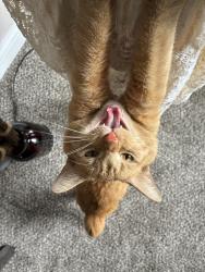 Reunited Male Cat last seen Near Scarborough Lane, Greenwood, IN 46142