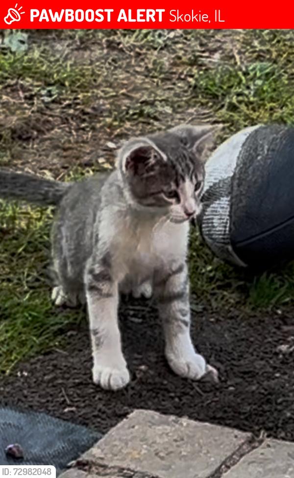 Lost Male Cat last seen Euroshop, Skokie, IL 60077