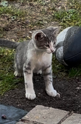Lost Male Cat last seen Euroshop, Skokie, IL 60077
