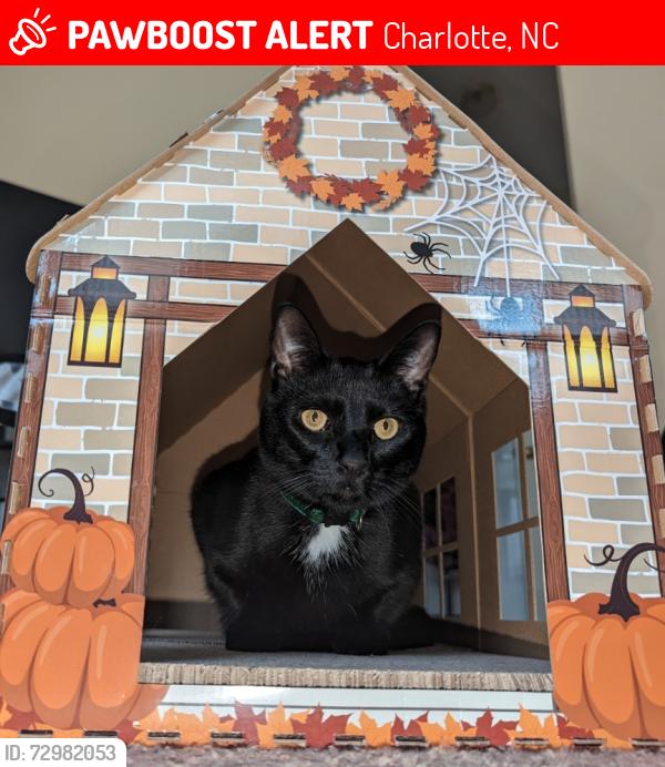 Lost Female Cat last seen At our home address, unsure when she got outside. , Charlotte, NC 28270