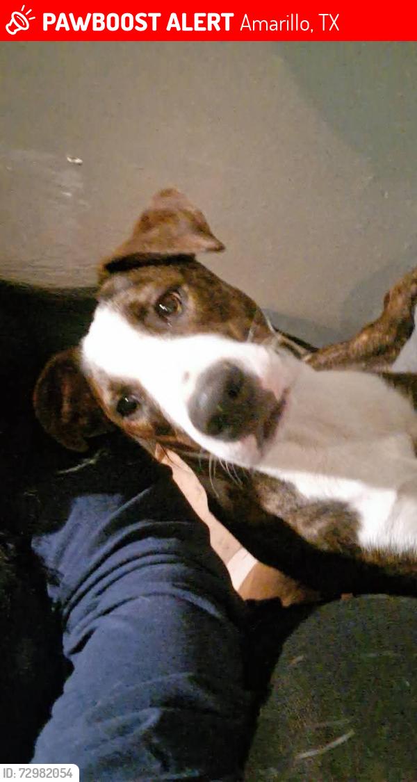 Lost Male Dog last seen Lake tanglewood and Claude highway , Amarillo, TX 79118