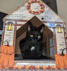 Lost Female Cat last seen At our home address, unsure when she got outside. , Charlotte, NC 28270