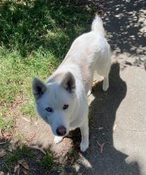 Reunited Female Dog last seen Stewarton near Meadowbrook, Richmond, CA 94803