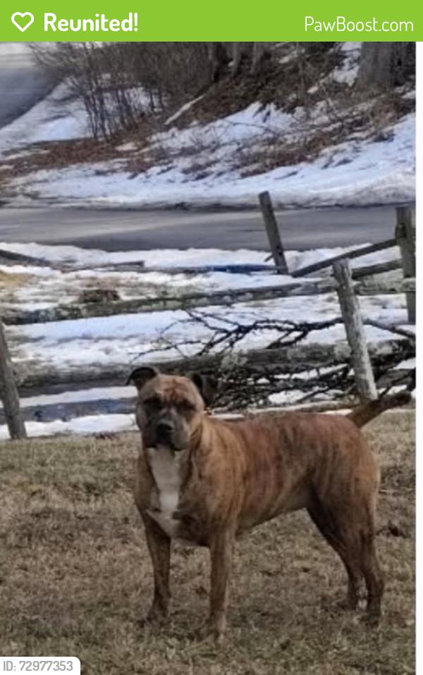 Reunited Female Dog last seen Glendale Avenue and Union street in Bluefield wv, Bluefield, WV 24701