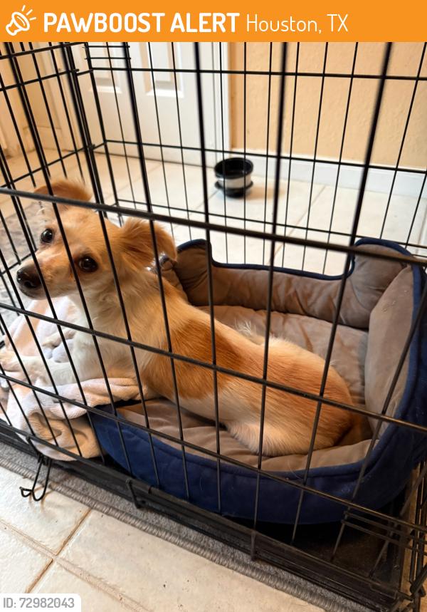 Found/Stray Female Dog last seen Oak Valley Dr., Houston, TX 77065