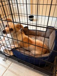 Found/Stray Female Dog last seen Oak Valley Dr., Houston, TX 77065