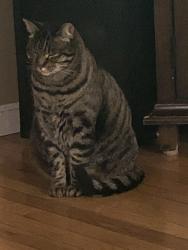 Lost Male Cat last seen Between Roseburg and Hilton, Modesto, CA 95350