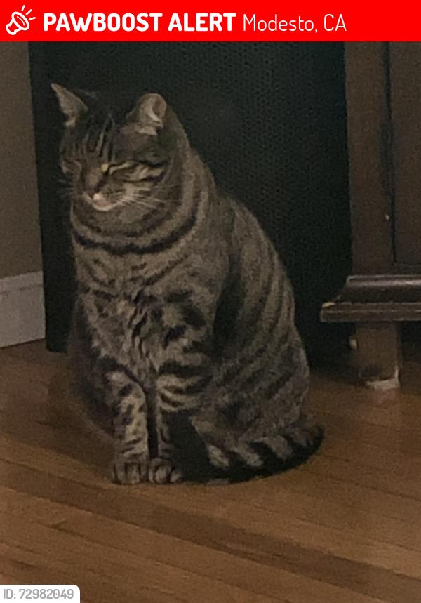 Lost Male Cat last seen Between Roseburg and Hilton, Modesto, CA 95350