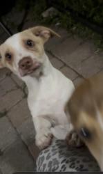 Reunited Female Dog last seen Near Kelmar Dr,West Palm Beach Fl , West Palm Beach, FL 33415