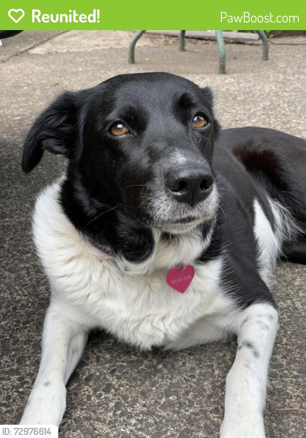 Reunited Female Dog last seen NW Savier and NW 334d, Portland, OR 97210