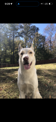 Lost Male Dog last seen Old Douglasville rd, Lithia Springs, GA 30122
