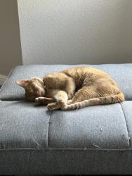 Lost Male Cat last seen Partridge, Redding, CA 96003