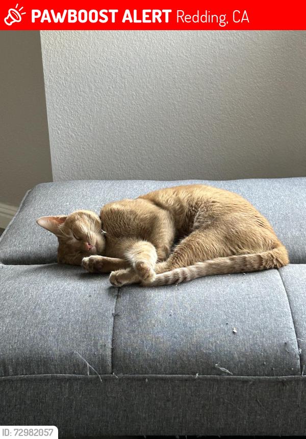 Lost Male Cat last seen Partridge, Redding, CA 96003
