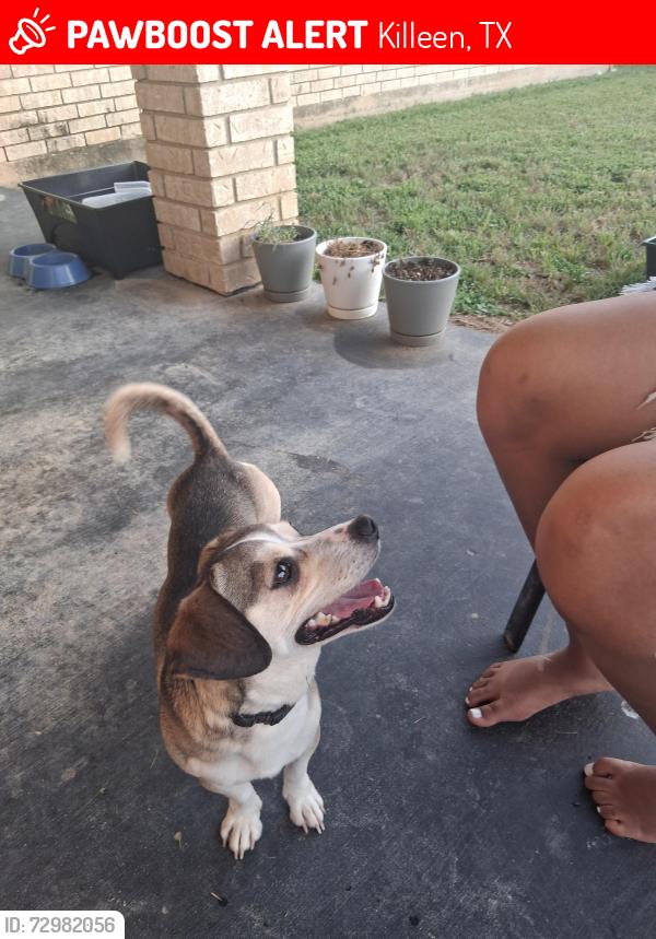 Lost Male Dog last seen Rosewood, Killeen, TX 76542